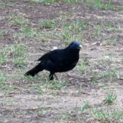 Ptilonorhynchus violaceus at Macarthur, ACT - 27 Jan 2020