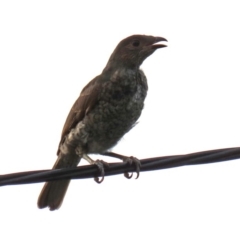 Ptilonorhynchus violaceus at Macarthur, ACT - 27 Jan 2020