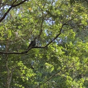 Lopholaimus antarcticus at Wattamolla, NSW - 15 Nov 2019 09:17 AM