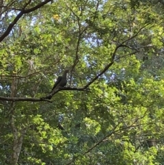 Lopholaimus antarcticus (Topknot Pigeon) at Wattamolla, NSW - 14 Nov 2019 by WattaWanderer