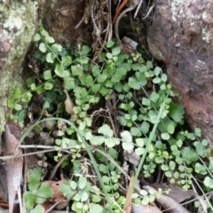 Asplenium flabellifolium (Necklace Fern) at Hackett, ACT - 30 Mar 2014 by AaronClausen