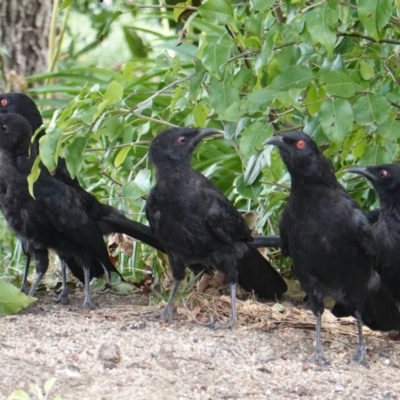 Corcorax melanorhamphos (White-winged Chough) at Hughes, ACT - 28 Jan 2020 by JackyF