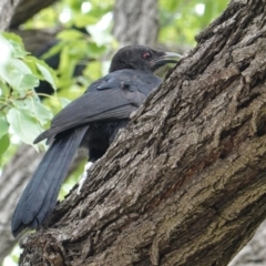 Corcorax melanorhamphos at Hughes, ACT - 28 Jan 2020 03:21 PM