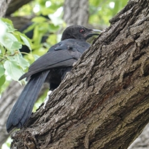 Corcorax melanorhamphos at Hughes, ACT - 28 Jan 2020