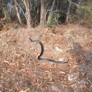 Pseudechis porphyriacus at Eden, NSW - 28 Jan 2020