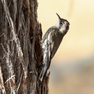 Cormobates leucophaea (White-throated Treecreeper) at Hawker, ACT - 24 Jan 2020 by AlisonMilton