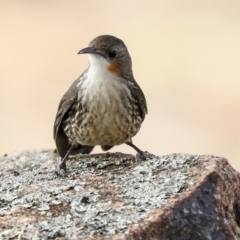 Cormobates leucophaea at Hawker, ACT - 24 Jan 2020