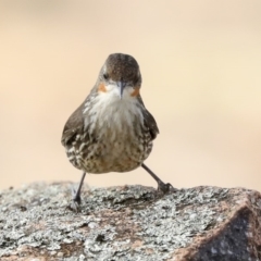 Cormobates leucophaea at Hawker, ACT - 24 Jan 2020