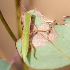 Orthodera ministralis (Green Mantid) at Hawker, ACT - 23 Jan 2020 by AlisonMilton