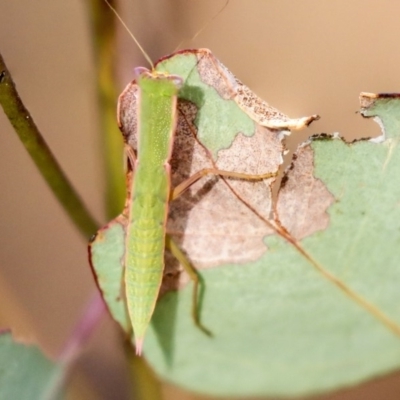 Orthodera ministralis (Green Mantid) at Hawker, ACT - 24 Jan 2020 by AlisonMilton