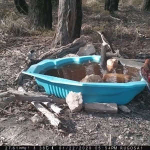 Cracticus torquatus at Yass River, NSW - 22 Jan 2020
