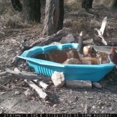 Cracticus torquatus at Yass River, NSW - 22 Jan 2020