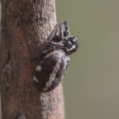 Sandalodes scopifer (White-spotted Sandalodes) at Dunlop, ACT - 24 Jan 2020 by AlisonMilton