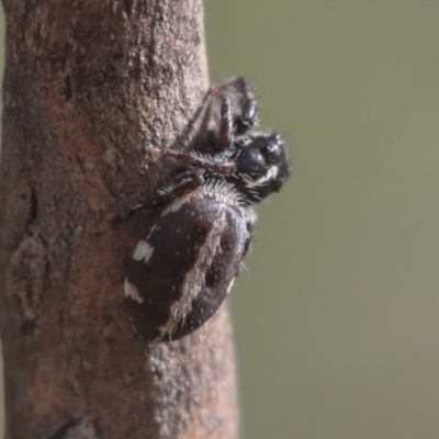 Sandalodes scopifer (White-spotted Sandalodes) at Dunlop, ACT - 23 Jan 2020 by AlisonMilton