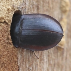 Pterohelaeus piceus (Pie-dish beetle) at Higgins, ACT - 12 Jan 2020 by AlisonMilton