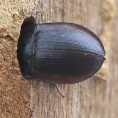 Pterohelaeus piceus (Pie-dish beetle) at Higgins, ACT - 11 Jan 2020 by AlisonMilton