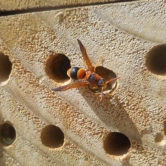 Eumeninae (subfamily) (Unidentified Potter wasp) at Latham, ACT - 19 Jan 2020 by JBrickhill