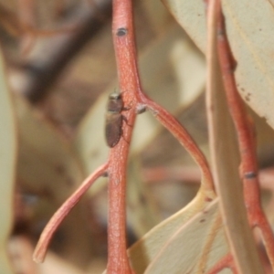 Anilara sp. (genus) at Acton, ACT - 28 Jan 2020