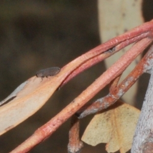 Anilara sp. (genus) at Acton, ACT - 28 Jan 2020