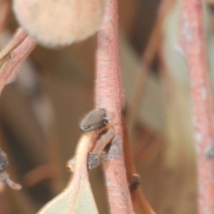 Anilara sp. (genus) at Acton, ACT - 28 Jan 2020