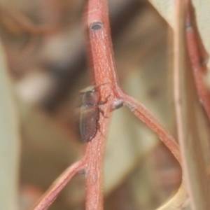 Anilara sp. (genus) at Acton, ACT - 28 Jan 2020