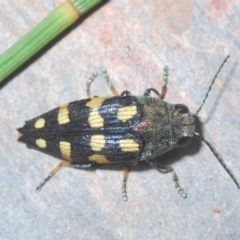 Astraeus (Astraeus) dilutipes (A jewel beetle) at Paddys River, ACT - 26 Jan 2020 by Harrisi