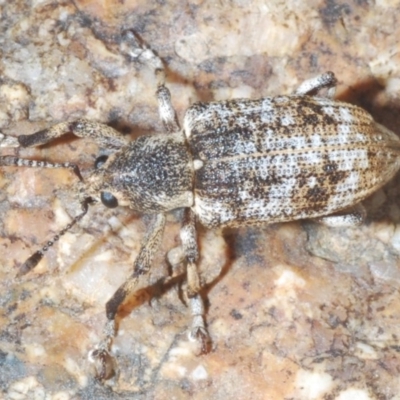 Rhinaria sp. (genus) (Unidentified Rhinaria weevil) at Paddys River, ACT - 26 Jan 2020 by Harrisi