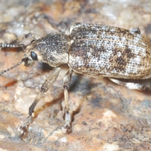 Rhinaria sp. (genus) at Paddys River, ACT - 26 Jan 2020