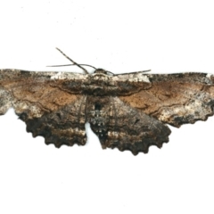 Pholodes sinistraria (Sinister or Frilled Bark Moth) at Ulladulla - Warden Head Bushcare - 27 Jan 2020 by jb2602