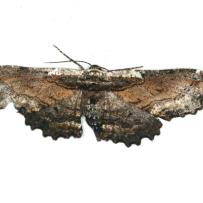 Pholodes sinistraria (Sinister or Frilled Bark Moth) at Ulladulla - Warden Head Bushcare - 27 Jan 2020 by jbromilow50