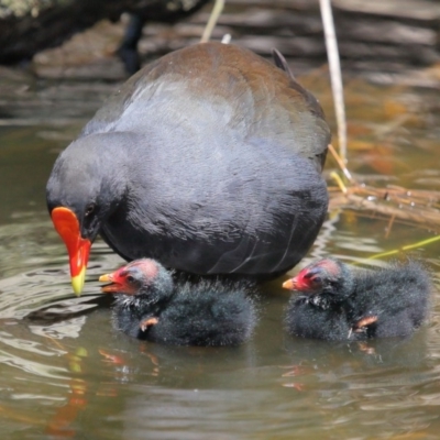 Gallinula tenebrosa (Dusky Moorhen) at Yarralumla, ACT - 22 Jan 2020 by TimL