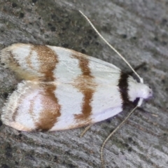 Chezala brachypepla (A Concealer moth) at Ulladulla - Warden Head Bushcare - 27 Jan 2020 by jb2602