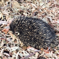 Tachyglossus aculeatus (Short-beaked Echidna) at Bruce, ACT - 28 Jan 2020 by RWPurdie