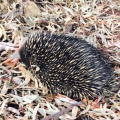 Tachyglossus aculeatus (Short-beaked Echidna) at Bruce, ACT - 27 Jan 2020 by RWPurdie