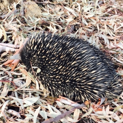 Tachyglossus aculeatus (Short-beaked Echidna) at Black Mountain - 27 Jan 2020 by RWPurdie