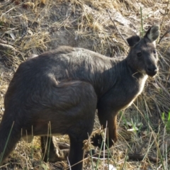 Osphranter robustus (Wallaroo) at Stromlo, ACT - 28 Jan 2020 by SandraH