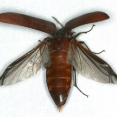 Unidentified Weevil (Curculionoidea) at Ulladulla - Warden Head Bushcare - 27 Jan 2020 by jbromilow50