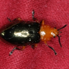 Lamprolina (genus) (Pittosporum leaf beetle) at Coomee Nulunga Cultural Walking Track - 27 Jan 2020 by jbromilow50