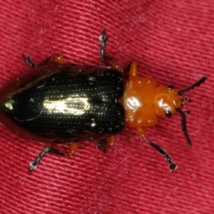 Lamprolina (genus) (Pittosporum leaf beetle) at Coomee Nulunga Cultural Walking Track - 27 Jan 2020 by jb2602