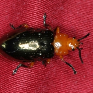 Lamprolina (genus) at Ulladulla, NSW - 27 Jan 2020