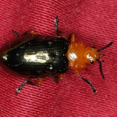 Lamprolina (genus) (Pittosporum leaf beetle) at Ulladulla, NSW - 27 Jan 2020 by jbromilow50
