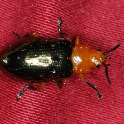 Lamprolina (genus) (Pittosporum leaf beetle) at Ulladulla - Warden Head Bushcare - 27 Jan 2020 by jb2602