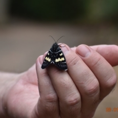 Phalaenoides glycinae (Grapevine Moth) at Weston, ACT - 28 Jan 2020 by AliceH