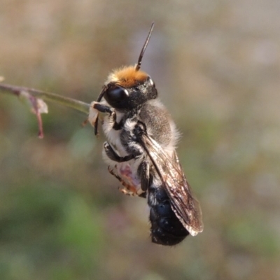 Megachile lucidiventris (Resin bee, Megachilid bee) at Conder, ACT - 18 Dec 2019 by MichaelBedingfield