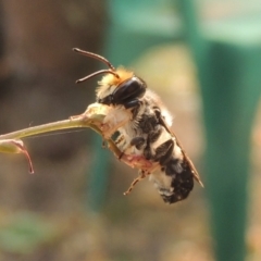 Megachile lucidiventris at Pollinator-friendly garden Conder - 18 Dec 2019