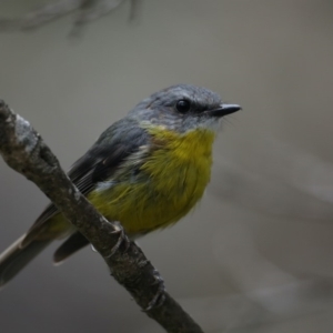 Eopsaltria australis at Ulladulla, NSW - 27 Jan 2020