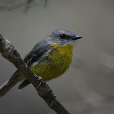 Eopsaltria australis (Eastern Yellow Robin) at Ulladulla - Warden Head Bushcare - 27 Jan 2020 by jbromilow50