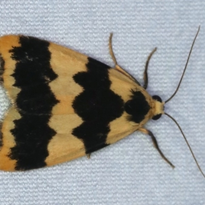 Termessa discrepans (Hookwing Footman) at Ulladulla, NSW - 27 Jan 2020 by jb2602