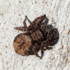 Servaea sp. (genus) (Unidentified Servaea jumping spider) at O'Connor, ACT - 23 Aug 2019 by PeteWoodall