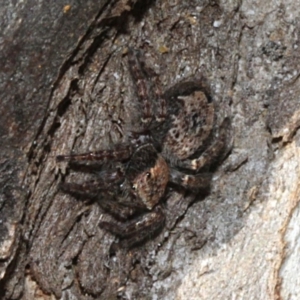 Servaea sp. (genus) at O'Connor, ACT - 24 Aug 2019